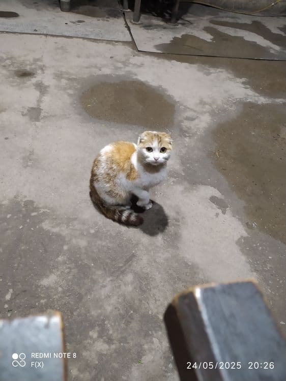 scottish fold 100$ kelishiladi — 2
