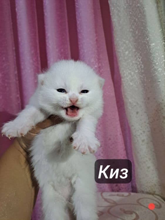 Ширингина продали мушукчалар — 2