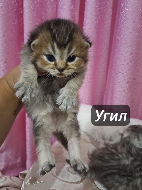 Ширингина продали мушукчалар — 3