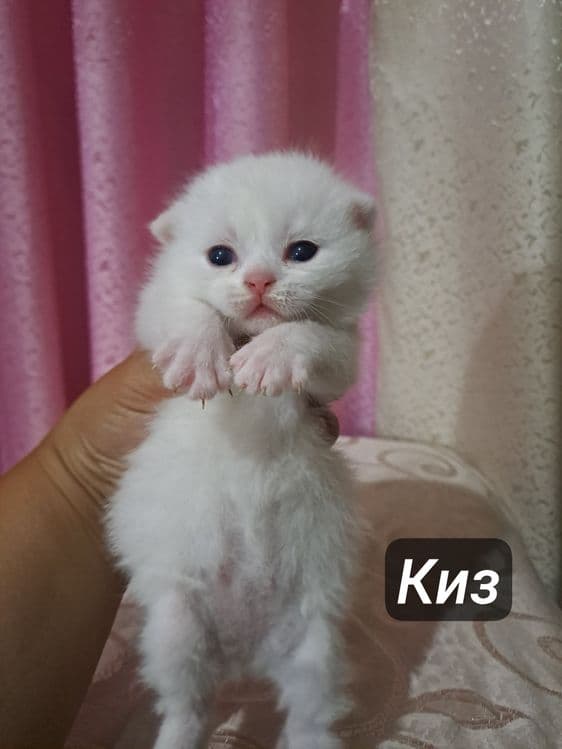 Ширингина продали мушукчалар — 4