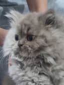 Кошка  скотшфолд mushuk