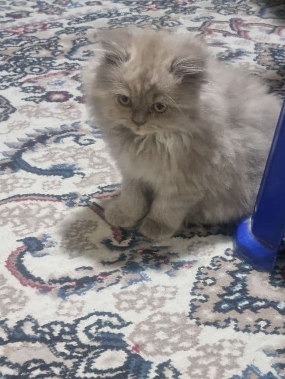 Кошка  скотшфолд mushuk — 2