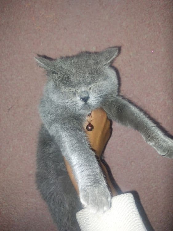 Британский скотш страйт — 2