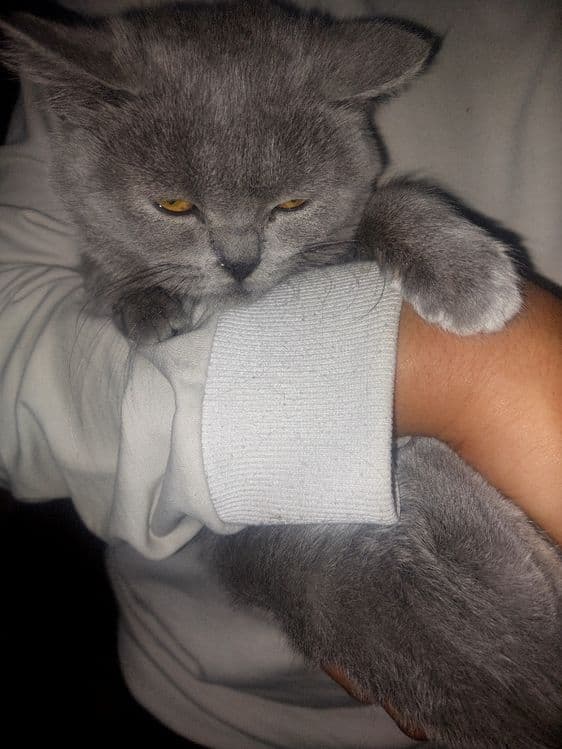 Британский скотш страйт — 3