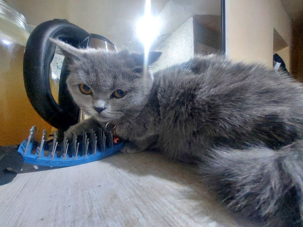 Британский скотш страйт — 4