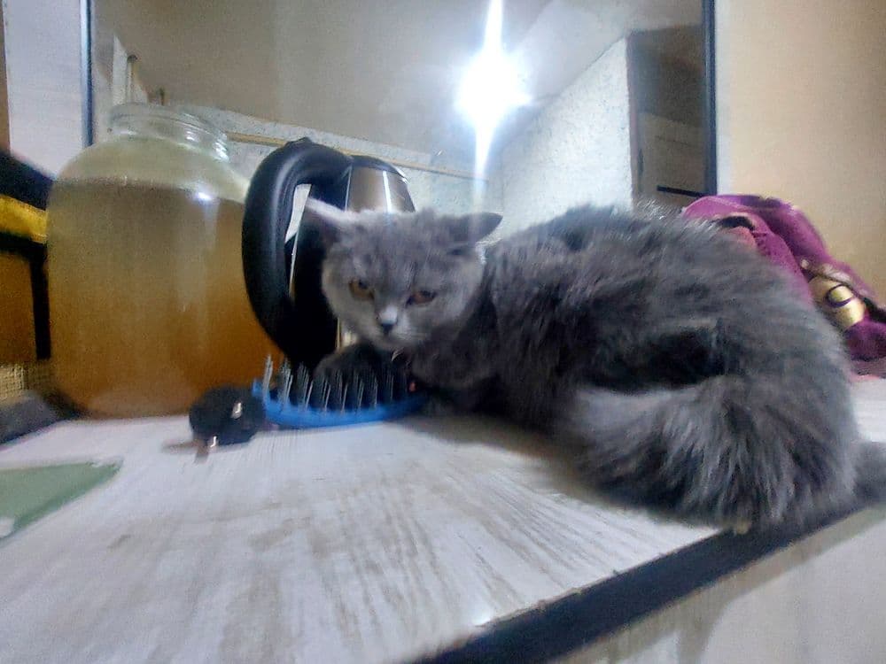 Британский скотш страйт — 5
