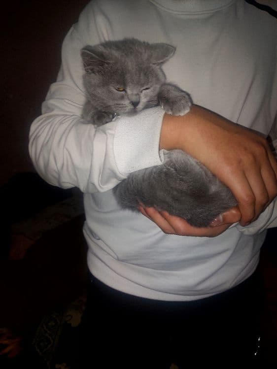 Британский скотш страйт — 7