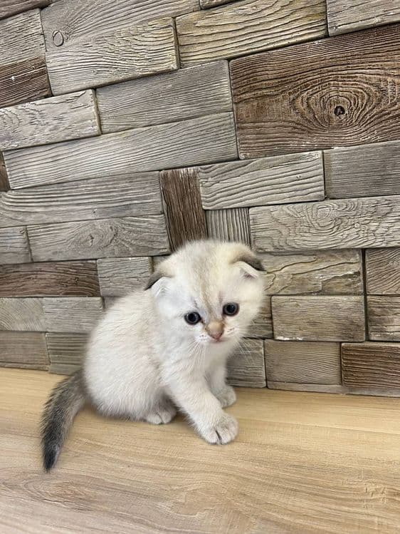 Котята породы скоттиш фолд и скоттиш страйд — 2