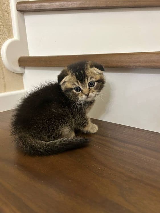 Котята породы скоттиш фолд и скоттиш страйд — 3