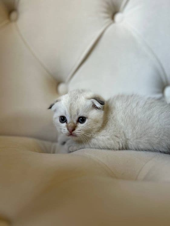 Котята породы скоттиш фолд и скоттиш страйд — 4
