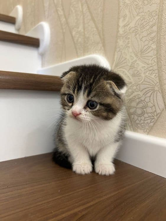 Котята породы скоттиш фолд и скоттиш страйд — 5