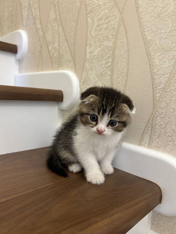 Котята породы скоттиш фолд и скоттиш страйд — 6