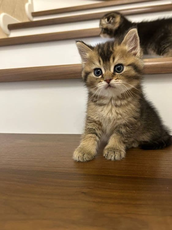 Котята породы скоттиш фолд и скоттиш страйд — 7
