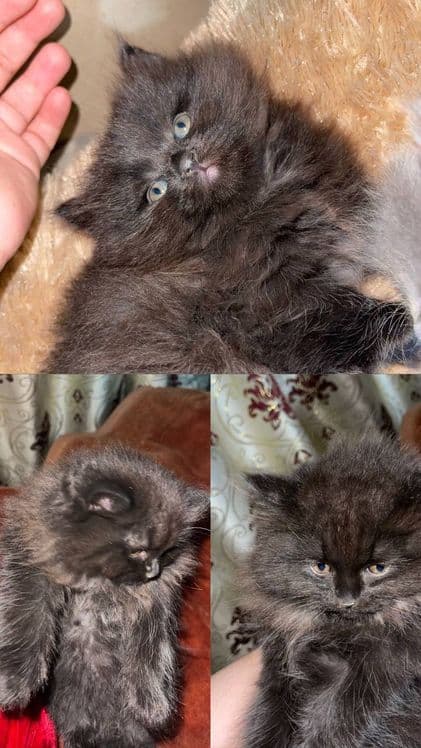 Шотландские котята — 2