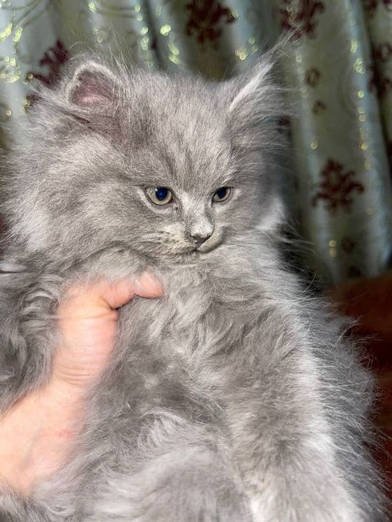 Шотландские котята — 3