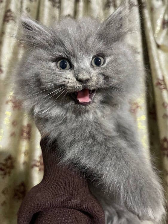 Шотландские котята — 4