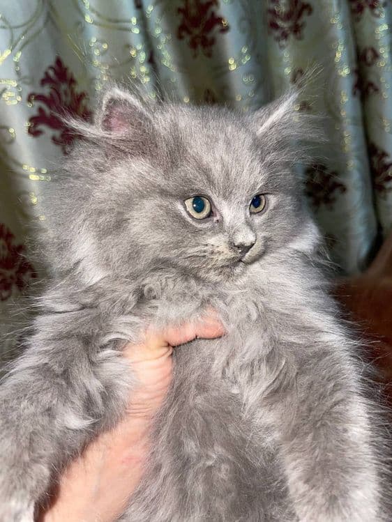 Шотландские котята — 5