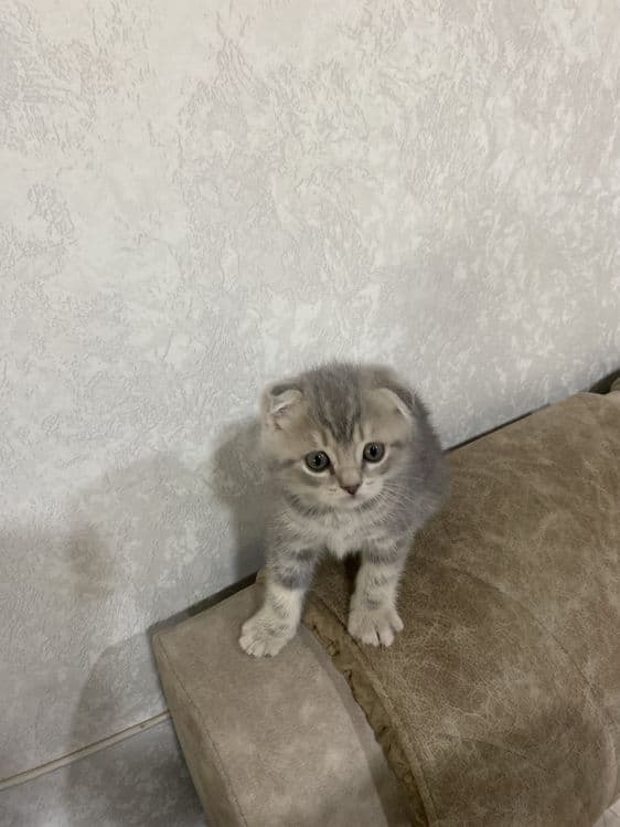Сктиш фолд 1-месятся — 3