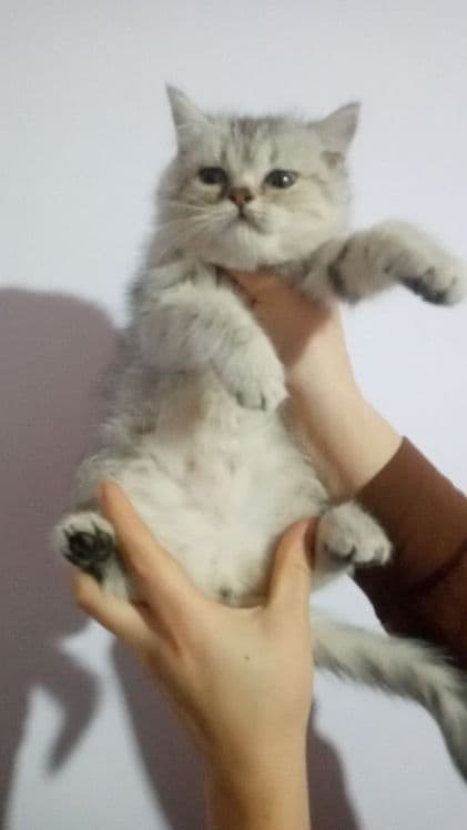 Shinshila tigrovni kozi kok zotli Mushuklar 2 ta qizbola 2 ta ogil bol — 3