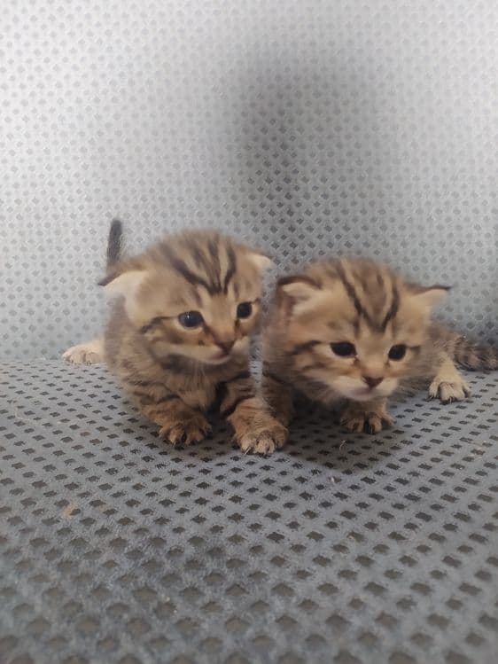 2 oylik bilan 1 yarim oylik — 1