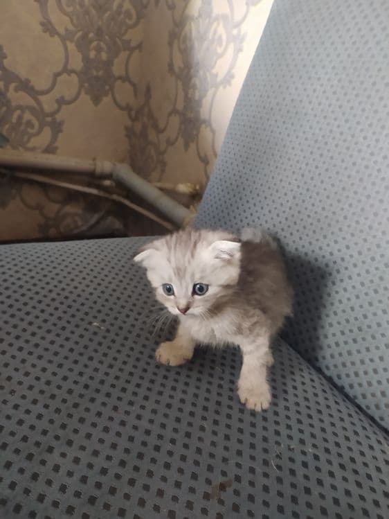 2 oylik bilan 1 yarim oylik — 2