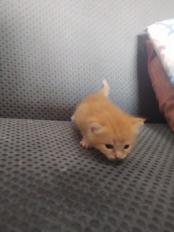 2 oylik bilan 1 yarim oylik — 3