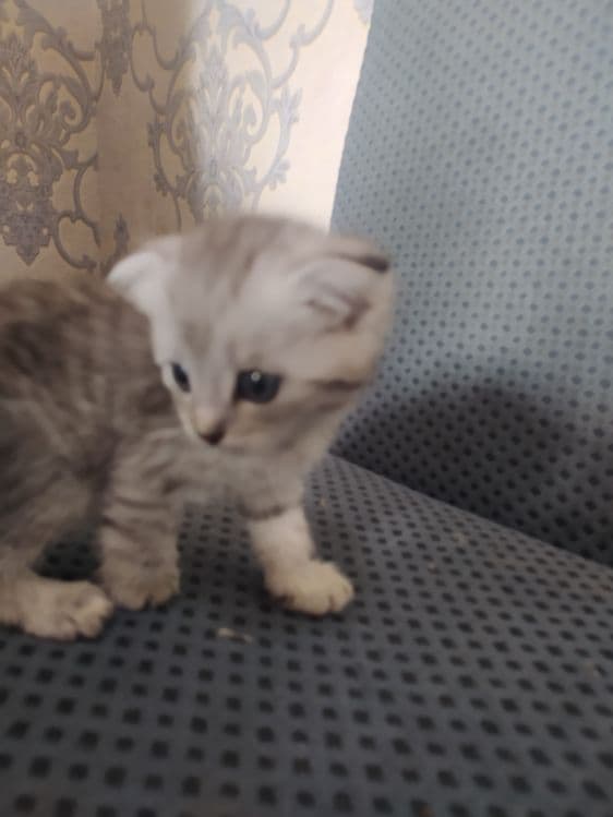 2 oylik bilan 1 yarim oylik — 5