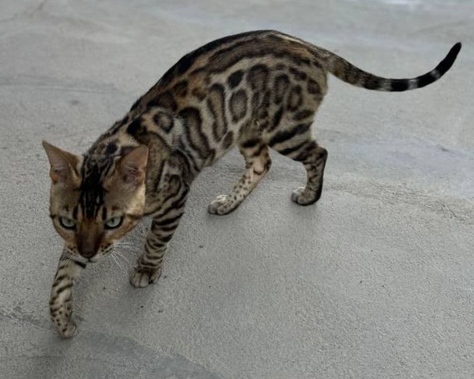 Bengal karalevski — 2