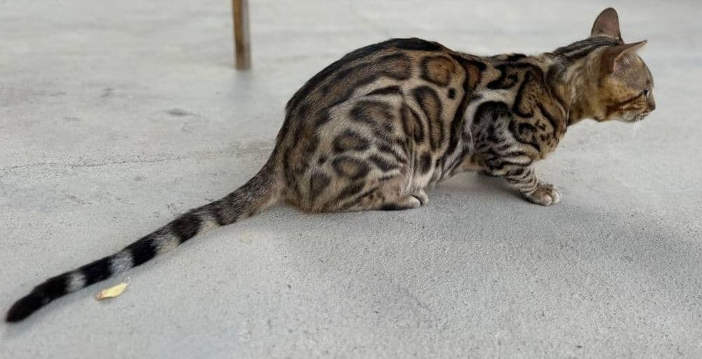 Bengal karalevski — 3
