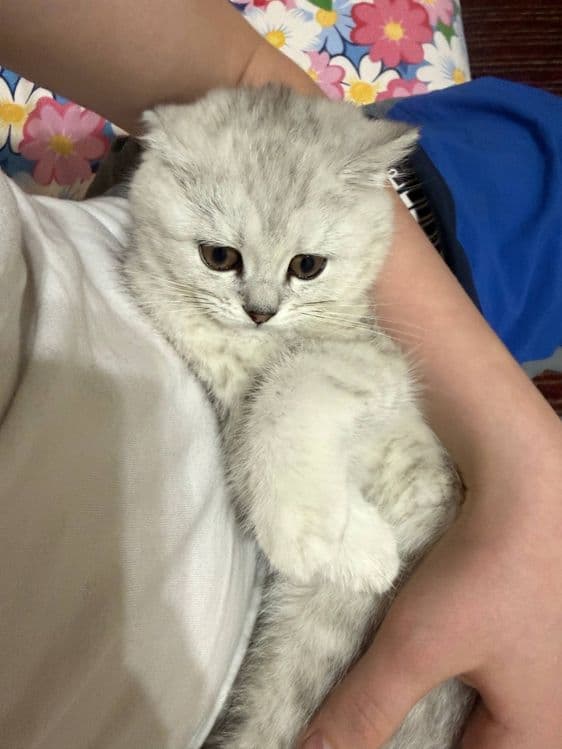 6 oylik zotli mushu sotiladi — 2