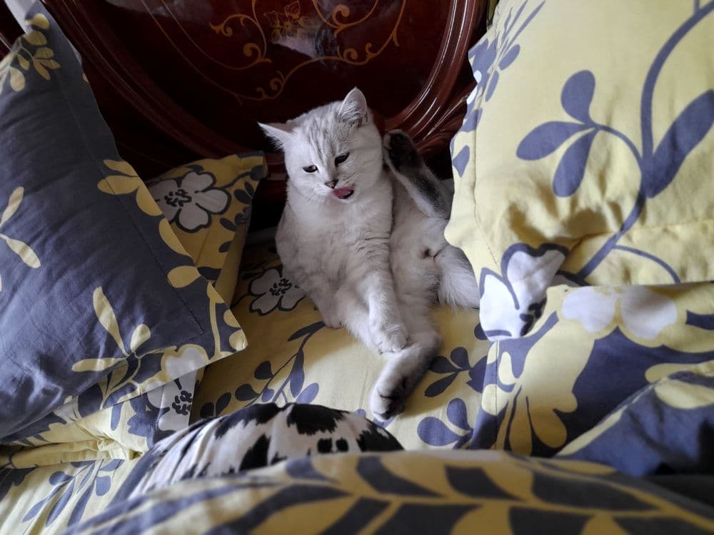 6 oylik zotli mushu sotiladi — 3