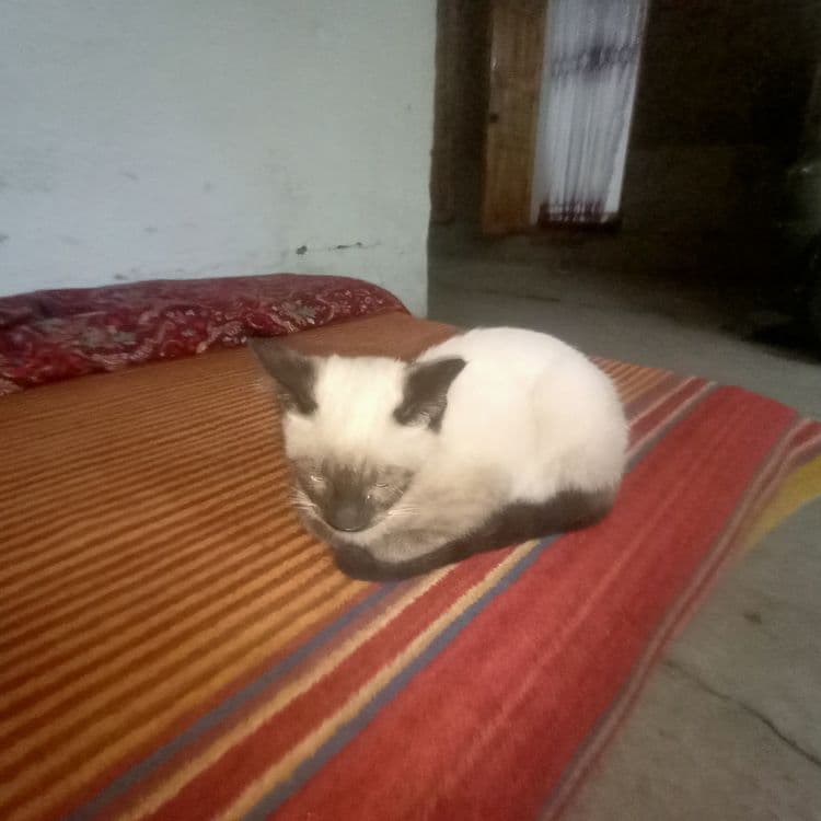 Продаётся котёнок сиамской кошки (мал) — 2