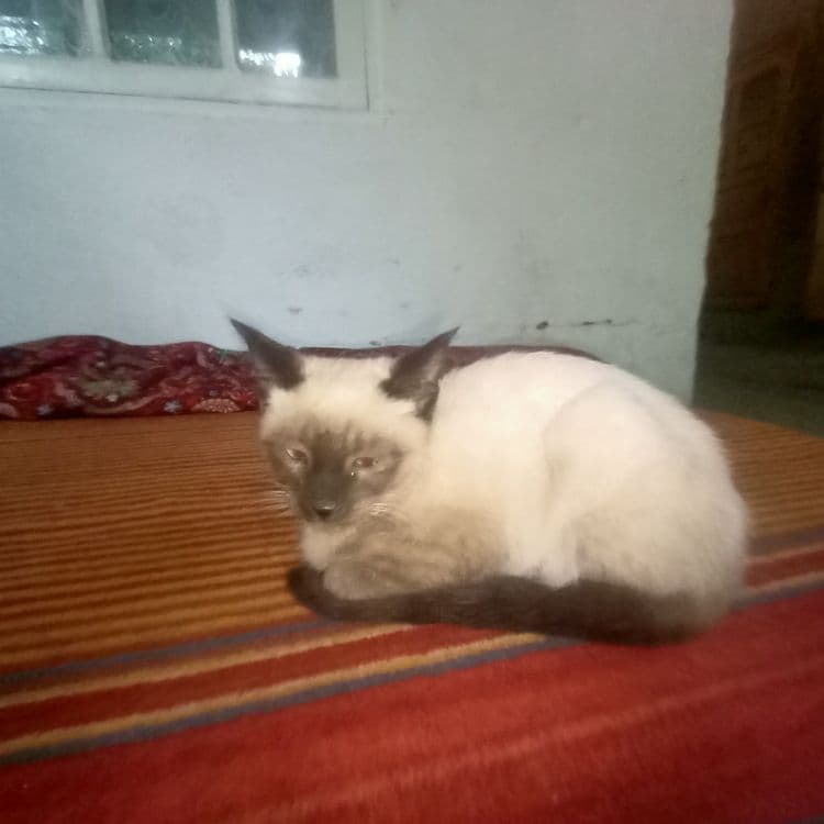 Продаётся котёнок сиамской кошки (мал) — 3
