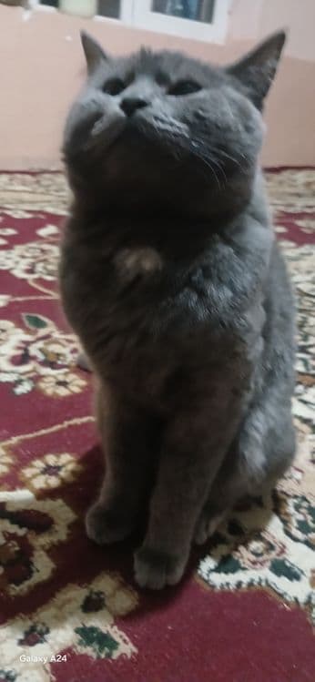 Zotdor mushuk sotiladi. — 2