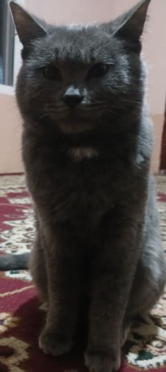 Zotdor mushuk sotiladi. — 3
