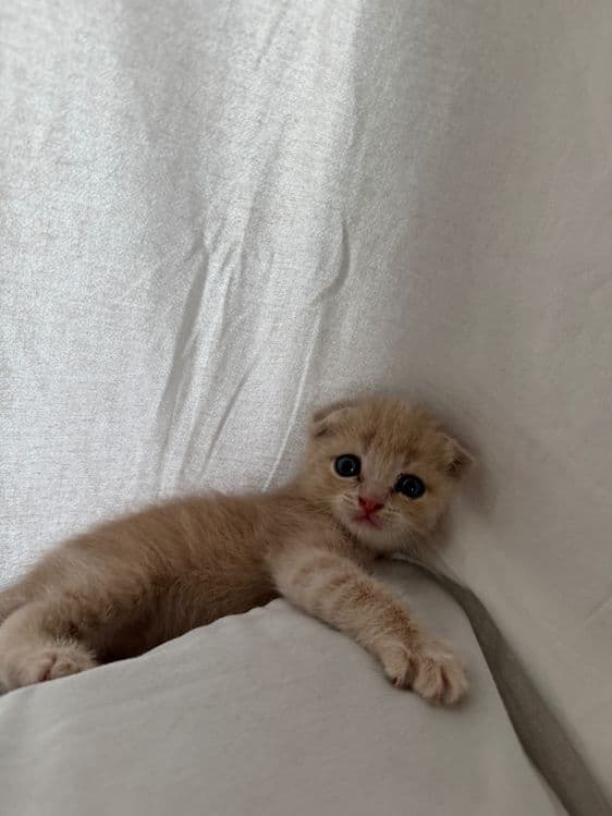 Скоттиш фолд ва страйт — 1