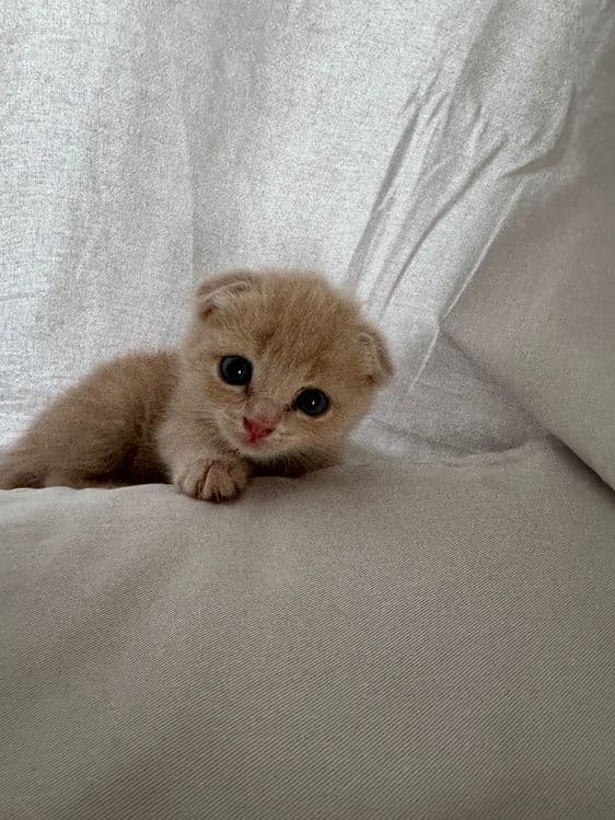 Скоттиш фолд ва страйт — 2