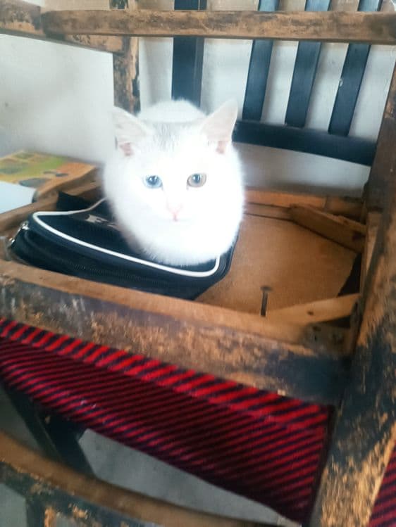 Turetskiy Angora ikki xil ko'z qiz bola sotiladi — 2