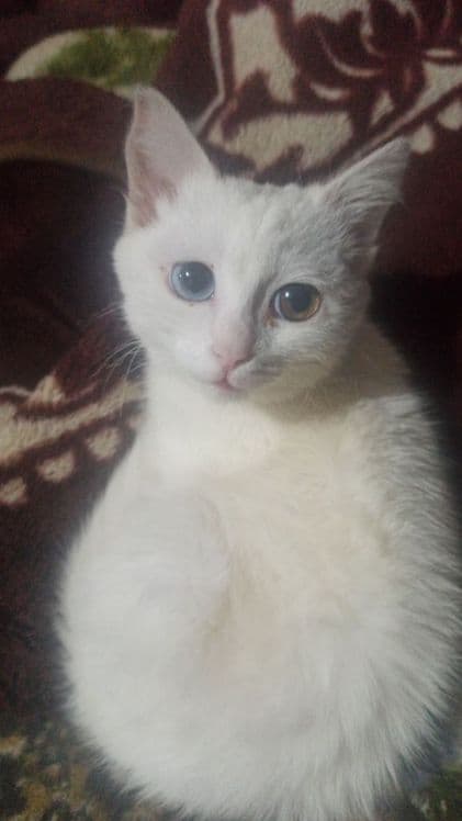 Turetskiy Angora ikki xil ko'z qiz bola sotiladi — 3