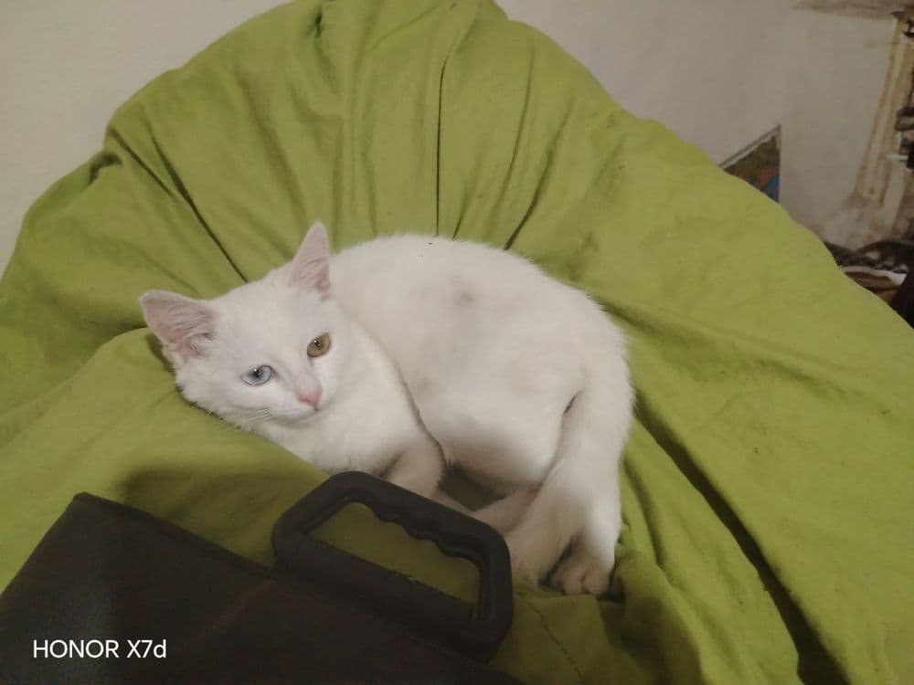 Turetskiy Angora ikki xil ko'z qiz bola sotiladi — 4