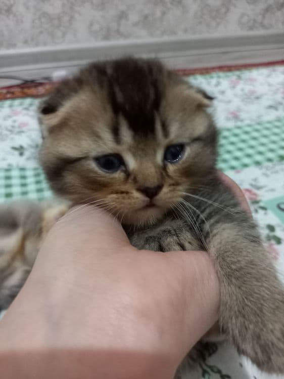 Scottish FOLD  1 oylik toza qon — 2