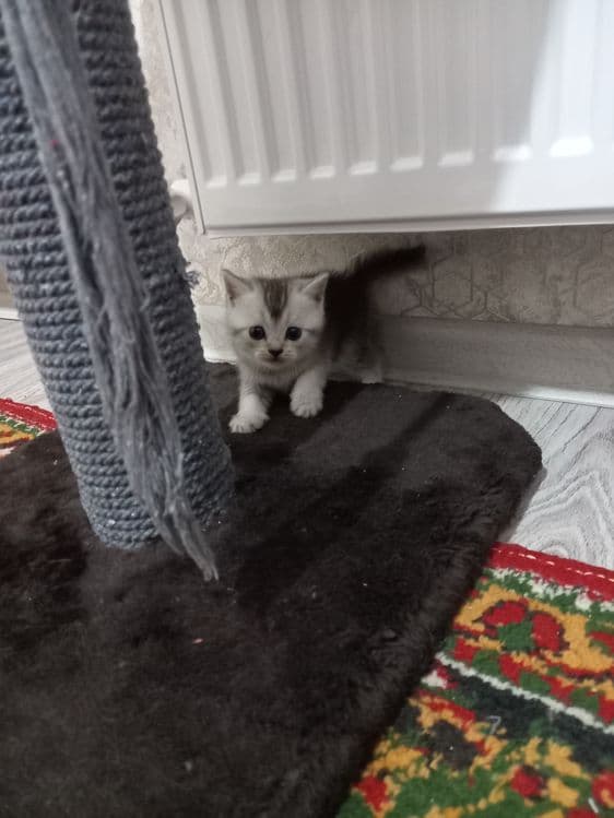 Scottish FOLD  1 oylik toza qon — 3