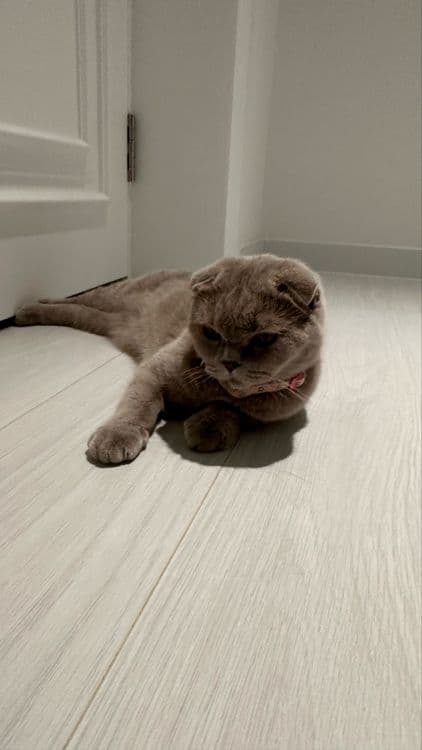 Скотиш вислоухая кошка самка — 1