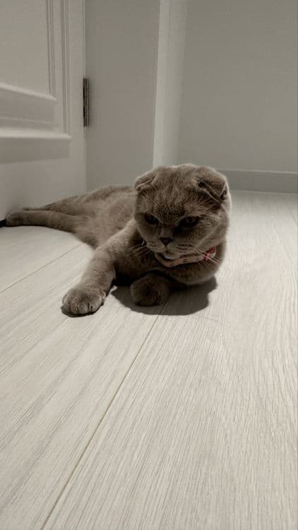 Скотиш вислоухая кошка самка — 2