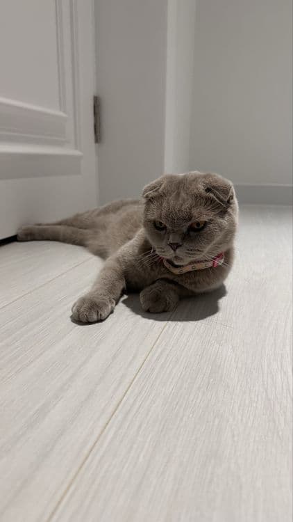 Скотиш вислоухая кошка самка — 3