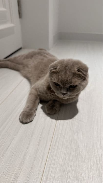 Скотиш вислоухая кошка самка — 4