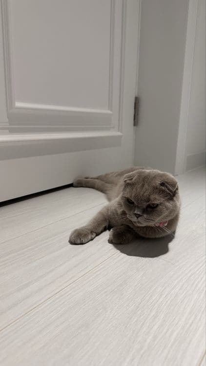 Скотиш вислоухая кошка самка — 5