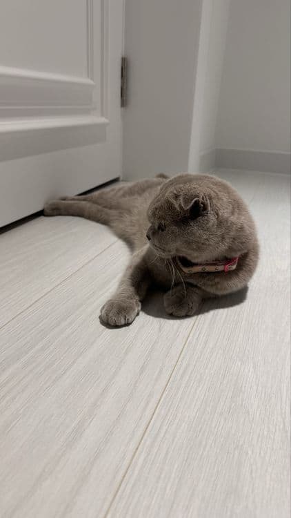 Скотиш вислоухая кошка самка — 6
