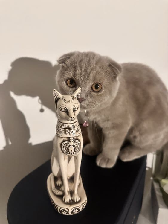 Скотиш вислоухая кошка самка — 7
