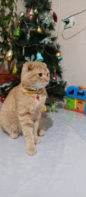 Кошка скотиш фолд 100& — 1